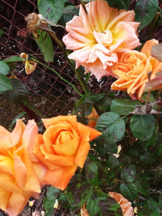 Bed And Breakfast Les Roses Multicolores Du 47 Fumel Exterior foto